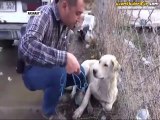Yaralı Köpeğin Yardımına Koşan Güzel İnsan