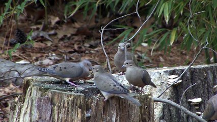 Ground Doves