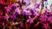 [ADULT SWIM] TOONAMI: Attack on Titan Promo [HD] (4/26/14)