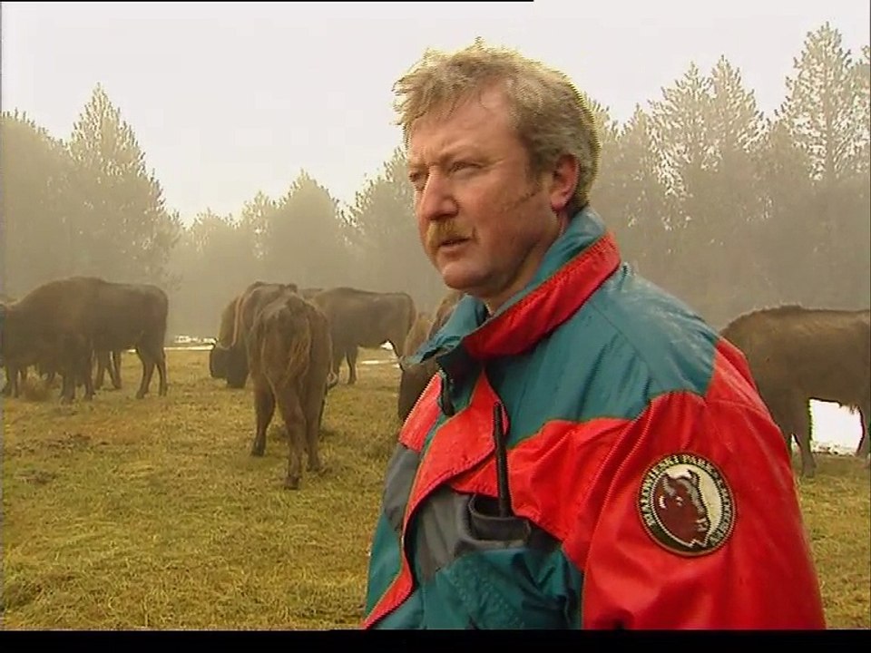 LE RETOUR DES GRANDS BISONS D'EUROPE