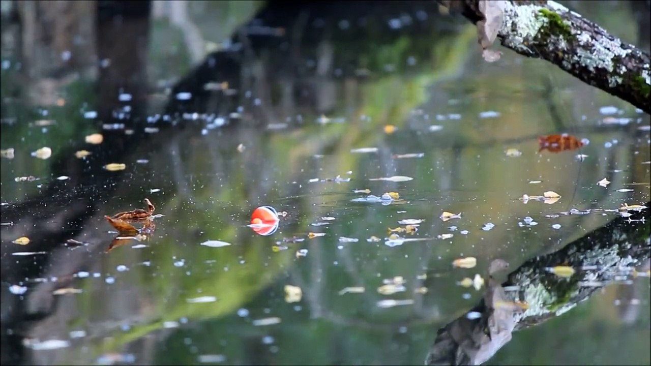 Peche de la carpe au bouchon en rivière