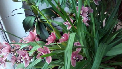 Orchidée un Cymbidium