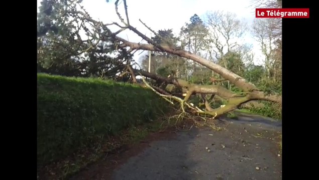 Morlaix. Coup de vent : un arbre de 25 m sur la chaussée