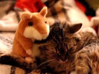 Хомяки и коты