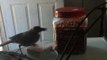 Frustrated Bird Really Wants Almonds