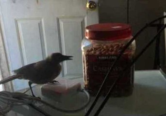 Frustrated Bird Really Wants Almonds