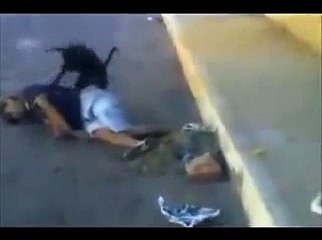 Dog doing fun with boy