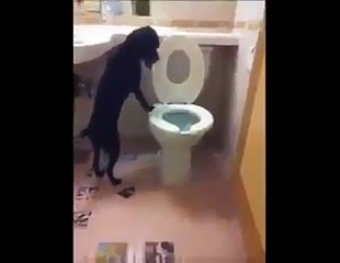 Who wants a dog like this SUPER INTELLIGENT !!!