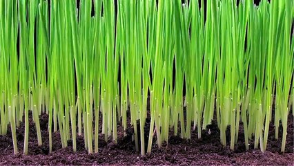 Why You Should Go for an Electric Lawn Mower in 2015