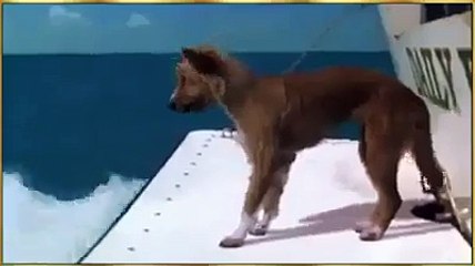 how a whale rescues a Dog very nyce video