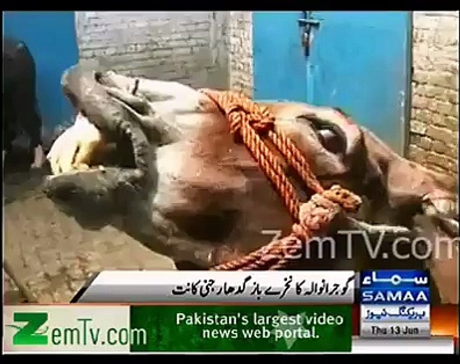 نخرے باز گدھا