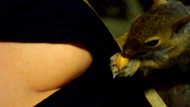 Un écureuil pervers cache ses noix dans les seins de sa maîtresse!