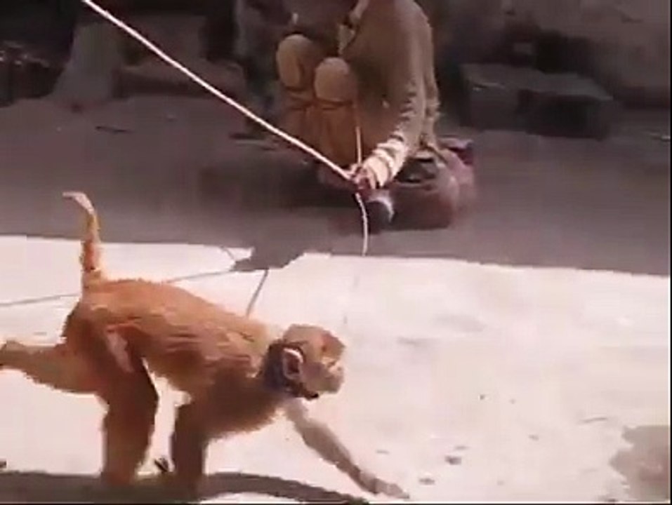 لو جی بندر تے بکرے دے کرتب