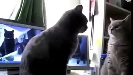 Katzen spielen Backe Backe Kuchen [Cats Bake, bake a cake]