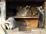 Raving Racoons | Funny Videos