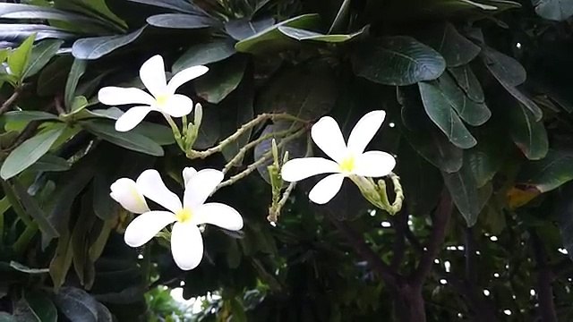 Sony Xperia Z3 Video Sample 1080p @30fps