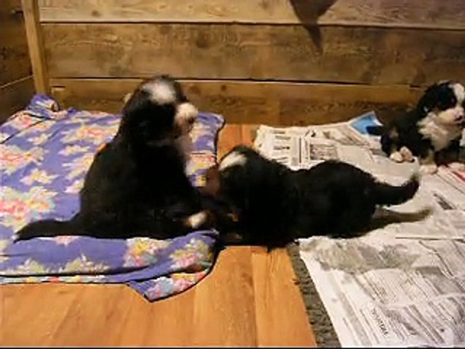 31 janv mâle rouge et mâle turquoise (Lister jouent ensemble