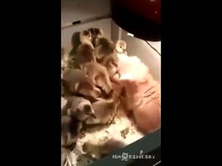 Kitten vs heaps of little ducklings