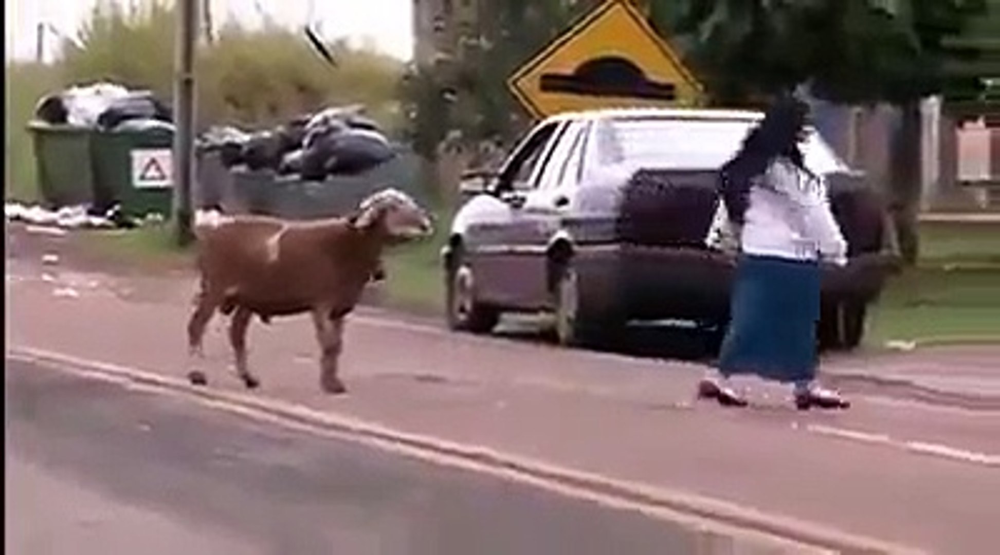 ⁣Funny goat clip
