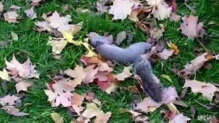 dead-squirrel-prank-thumbnail