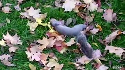 dead-squirrel-prank-thumbnail