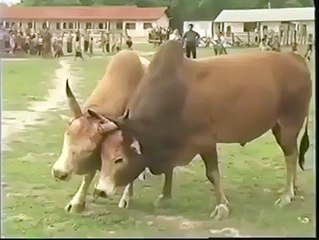 Facebook liker online- Dailymotion