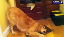 Most Funny Dogs Reacting To Lemons Compilation 2015 - Dogs 2015 - 720p.3gp