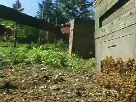 30 frelons vs 30000 abeilles