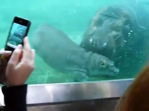 Cute Baby Hippo at San Diego Zoo