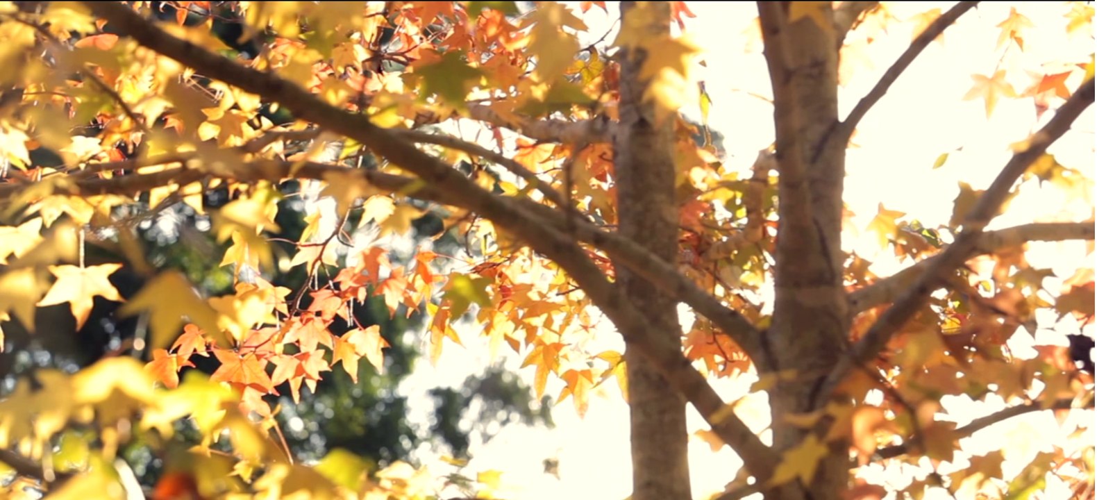 INTO THE AIR GLIDE '14