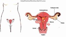 Fibroids During Pregnancy Home Remedies - Natural Treatment For Uterine Fibroids