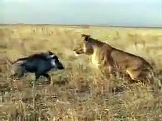 Domuz Aslana Kafa Tutarsa!