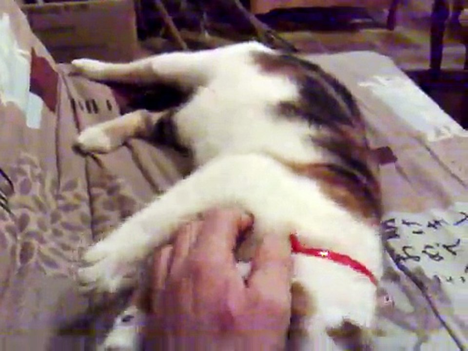 Encore un chat sauvagement Agressé par des caresses :-D