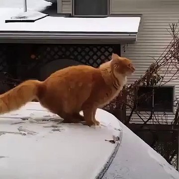 Cat attempts death defying stunt.