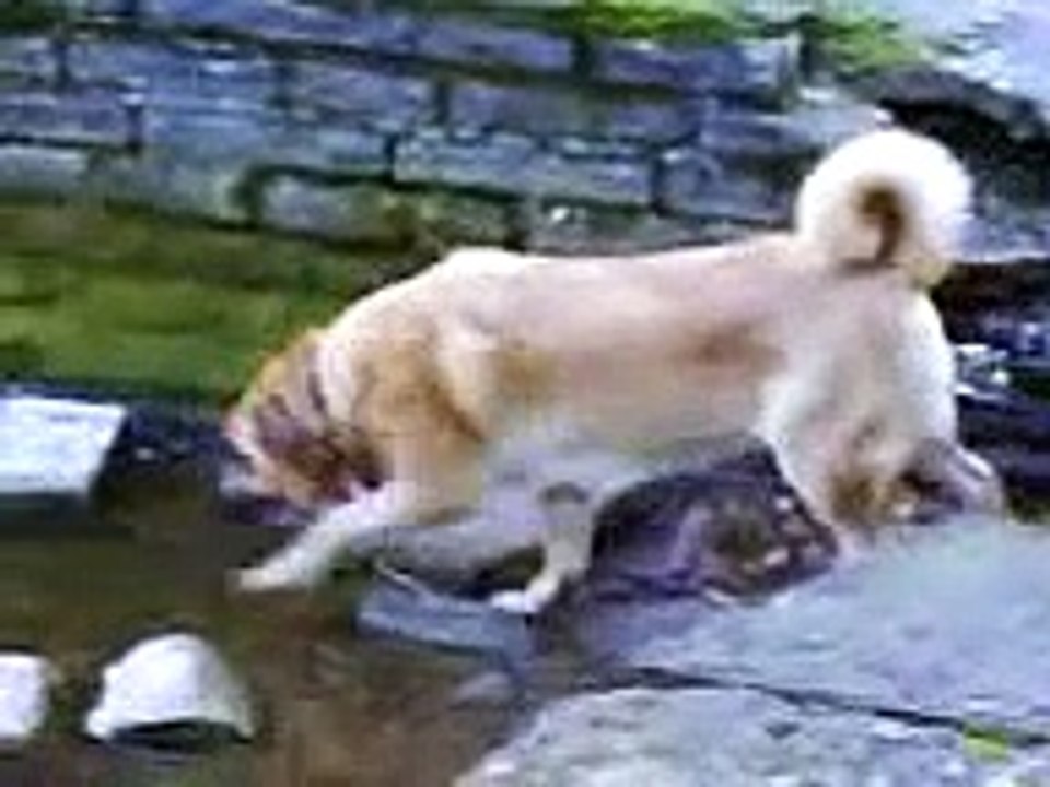funny dogs videos