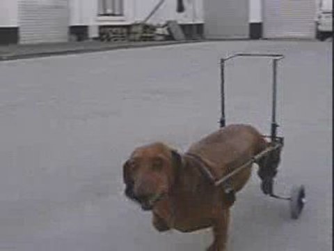 chariot pour chien paralysé