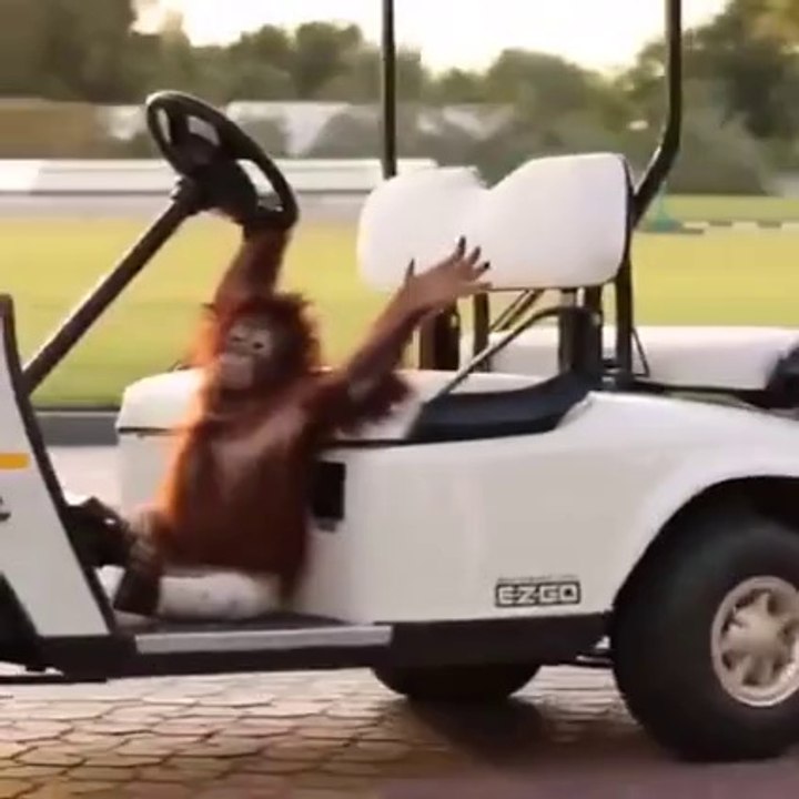 Superb   Ready For A Long Drive