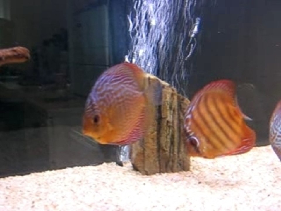 Mes Didis Presques guéri