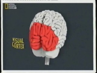 Cerebro supersticioso: Difusion cortical