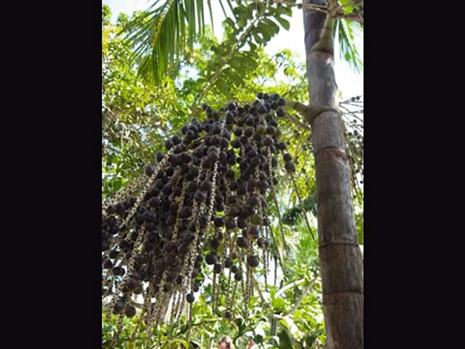 MUSCULAÇÃO- A moda do acai