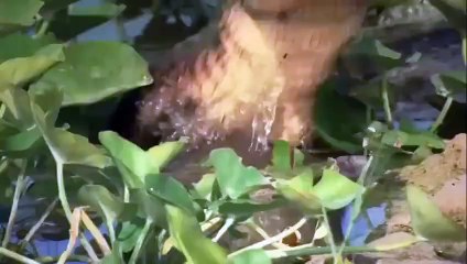 Crocodile Attack Trainer - Nat Geo
