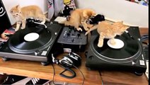 Cats DJ   Three Cats Playing With DJ Ornaments