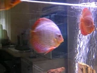 Mes Didis Presques guéri enfin