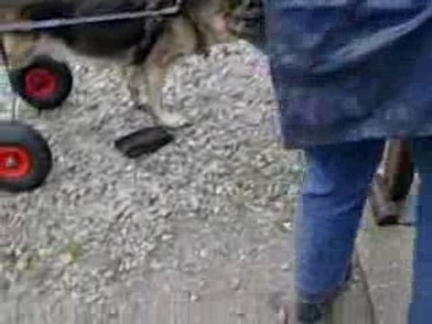 voiturette pour chien handicapé (berger allemand)
