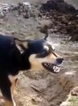 Dogs and boys very amaizing funny video