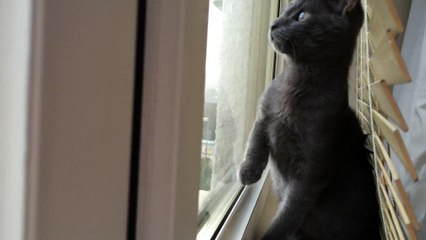 Ce chat voit de la neige pour la première fois : adorable!