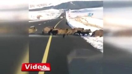 Aç Kalan Domuzlar Kent Merkezine İndi