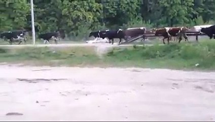 The cruel man hit the all cows