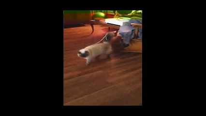 Funny Videos 2015- Funny Cat Videos Ever - Funny Cats Video - Funny Animals Funny Animal Videos _