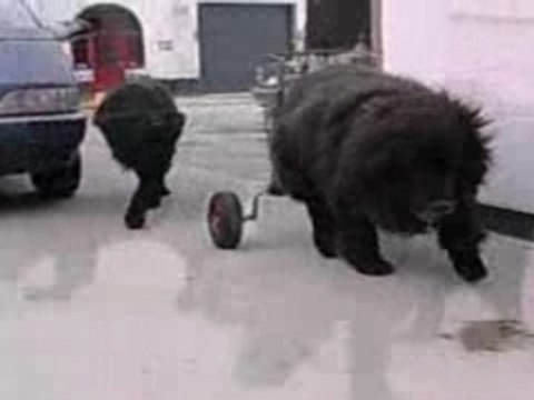 VOITURETTE POUR CHIEN HANDICAPE